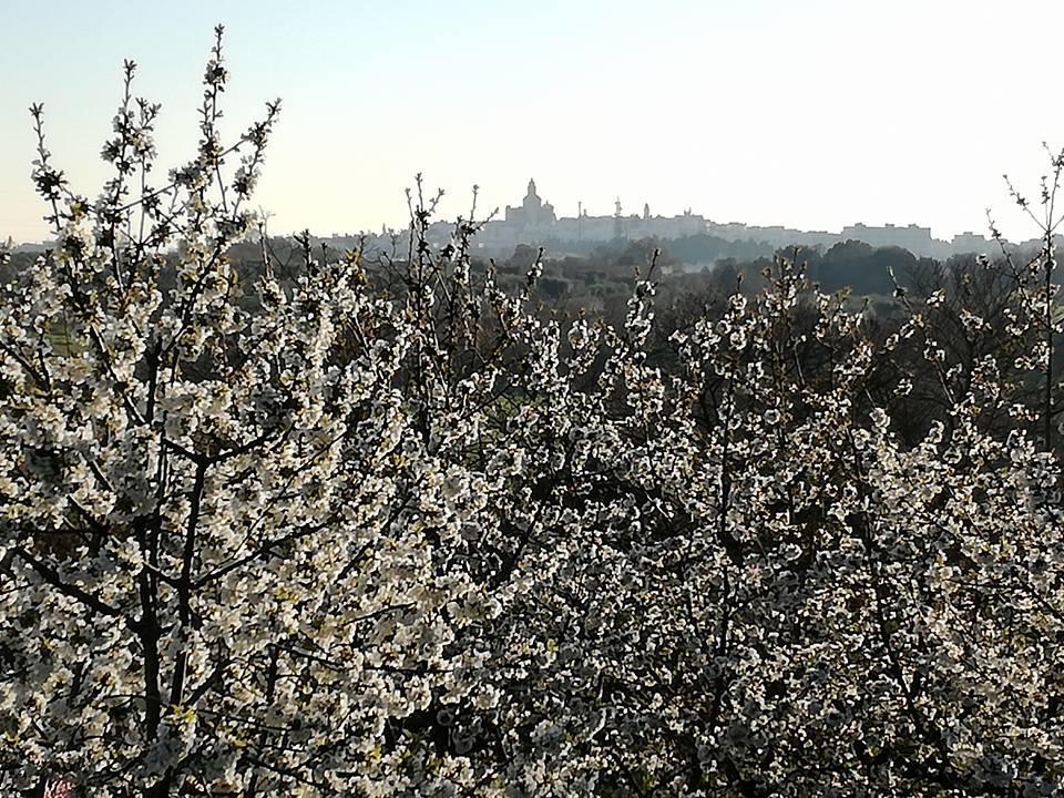B&B Masseria Nardelli Locorotondo Luaran gambar
